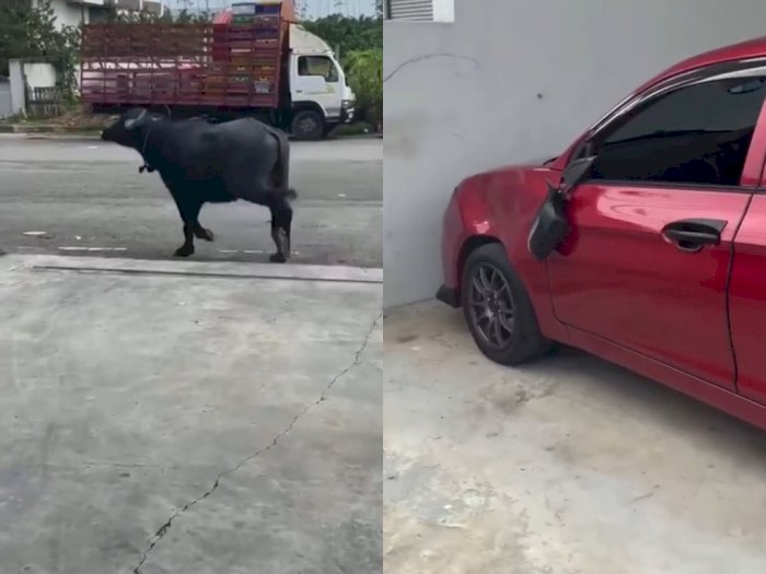 Video Seorang Pria Kaget Setelah Mobilnya 'Diseruduk' Kerbau Liar saat Parkir di Kantor