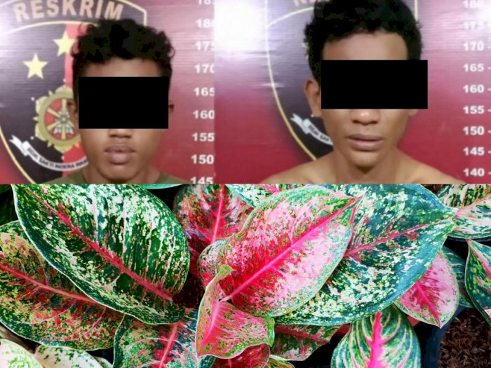 Gondol Puluhan Bunga Aglonema di Tanjung Morawa, Dua Pria Ini Dibekuk Polisi