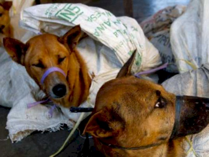 Perumda Pasar Jaya Beri Sanksi Administrasi ke Oknum yang Jual Daging Anjing