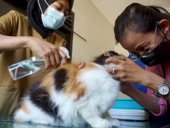FOTO: Vaksinasi Rabies Hewan Peliharaan di Tulungagung