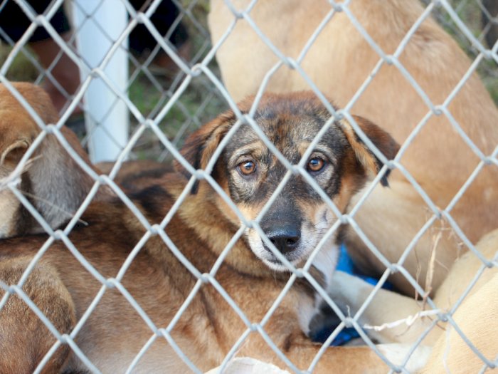 Pemkot Jakbar Pantau Pasar Demi Antisipasi Adanya Penjualan Daging Anjing
