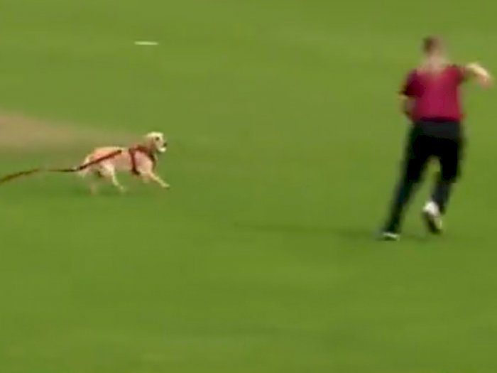Video Seekor Anjing Mencuri Bola dan Berlari di Lapangan saat Laga Kriket Sedang Berjalan