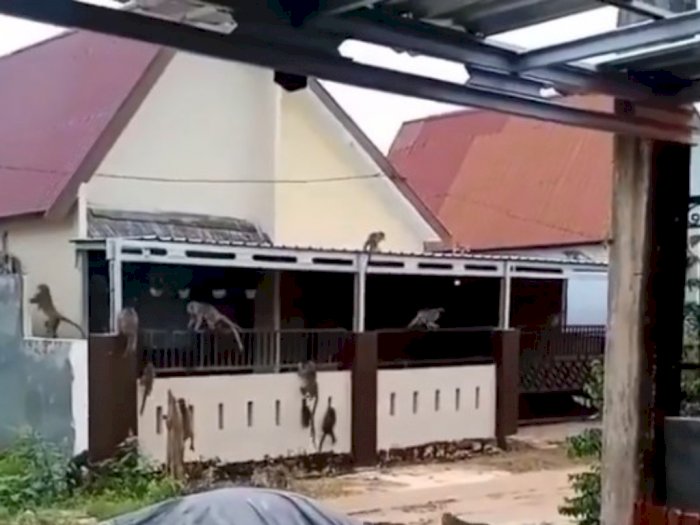 Pemilik Rumah Syok Kawanan Monyet Serbu Perumahan Warga di Banjarmasin, Diduga Kelaparan