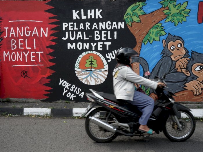 FOTO: Mural Tolak Perdagangan Monyet