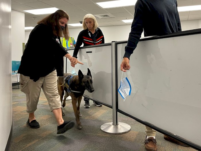 Bandara Miami akan Pakai Anjing Pelacak untuk Deteksi COVID-19, Jadi Pertama di AS!