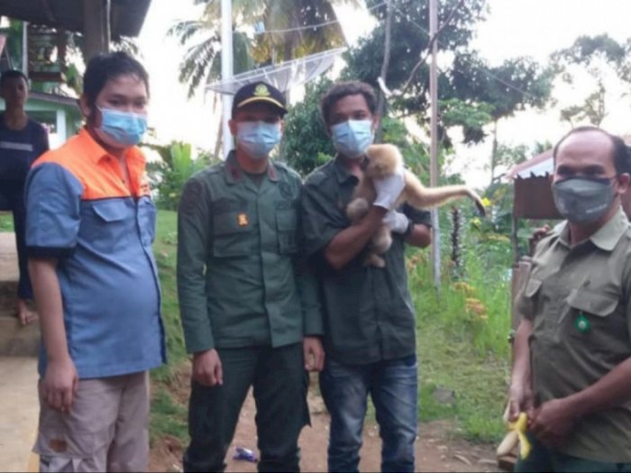 Dilindungi, Satwa Owa Dievakuasi ke Pusat Rehabilitasi Primata Besitang Langkat