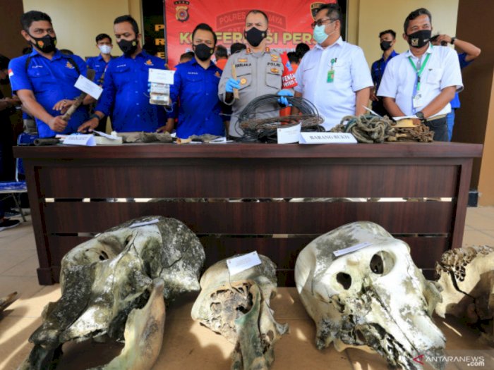 Terancam Denda Rp100 Juta, 11 Terduga Pelaku Pembunuhan 5 Gajah di Aceh Jaya Ditangkap