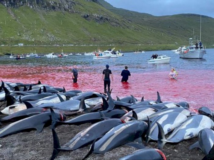 Lebih dari 1.000 Lumba-lumba yang Dibunuh di Kepulauan Faroe Memicu Kemarahan