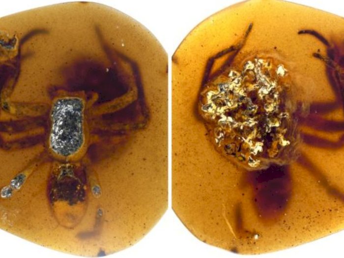 Peneliti Temukan Laba-laba yang Terjebak dalam Resin Berusia 99 Tahun Lalu! 