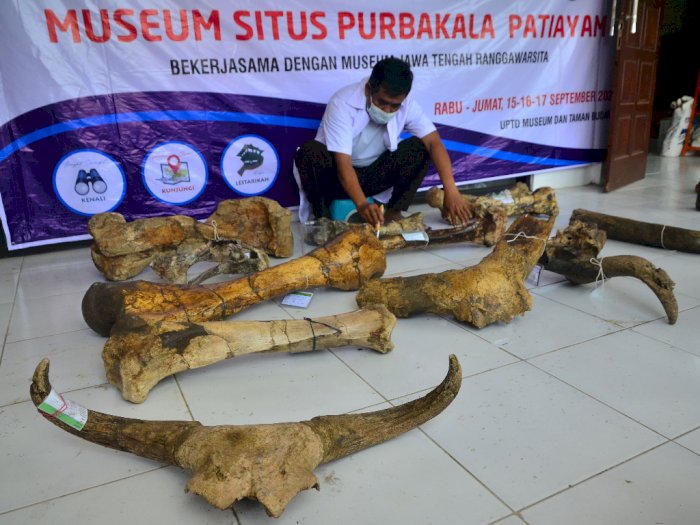 FOTO: Konservasi Fosil Hewan Purba Koleksi Museum Patiayam