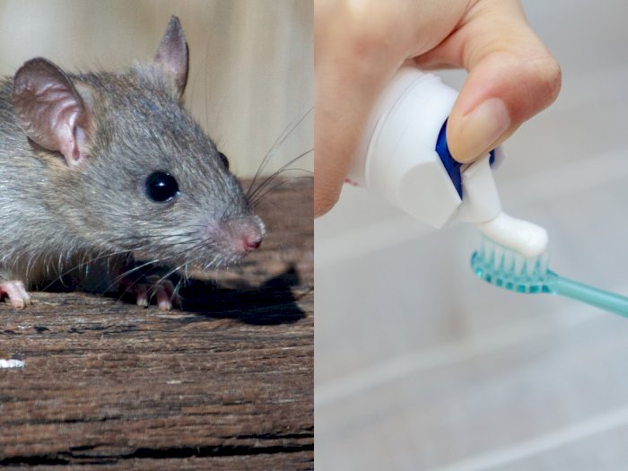 Gadis 18 Tahun Tewas Setelah Menyikat Giginya dengan Menggunakan Racun Tikus, Waduh!