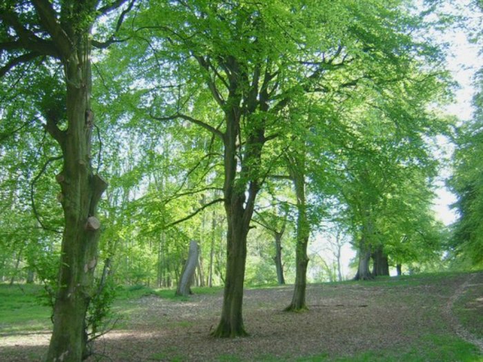 Mengenal Wychwood Forest, Hutan Berhantu yang Berada di Oxfordshire, Inggris!