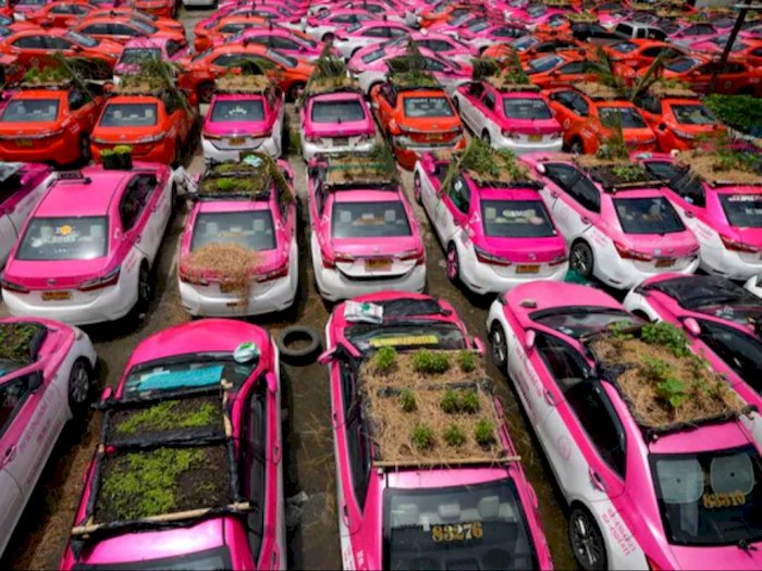 Akibat Pandemi, Ratusan Taksi di Thailand Berubah Menjadi Kebun Sayur