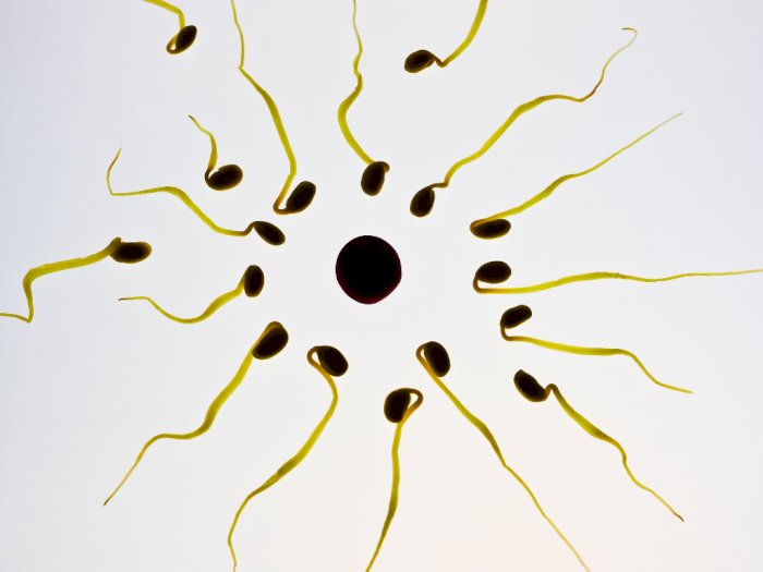 Polisi Ungkap Kondisi Dokter yang Campur Sperma ke Makanan Istri Teman: Idap Kelainan Jiwa