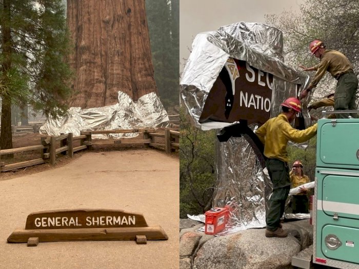Petugas Pemadam Kebakaran Ini Berjuang Selamatkan Pohon Terbesar di Dunia dari Kebakaran