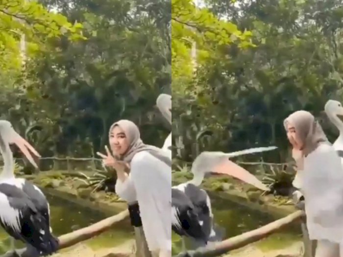 Asyik Berfoto, Tangan Cewek Ini Nyaris Digigit Burung Pelikan di Taman, Netizen Ngakak