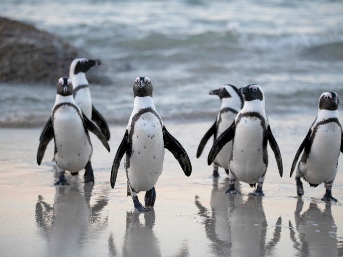 Sebanyak 63 Penguin Afrika Selatan Mati, Diduga Disengat Lebah!