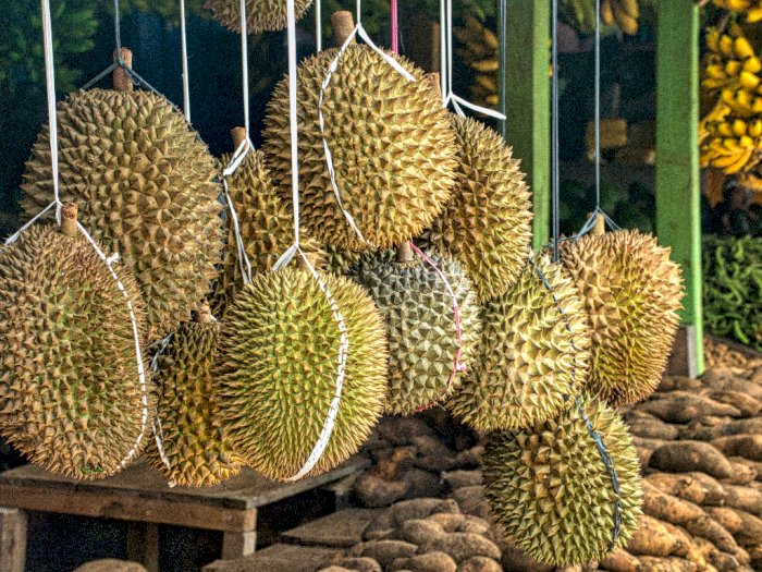 Inovatif! Ilmuwan di Singapura Ubah Limbah Sisa Durian Jadi Perban Anti Bakteri