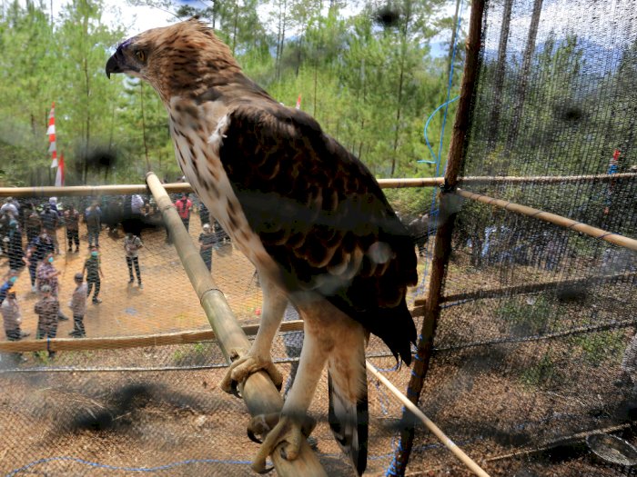 FOTO: Pelepasliaran Burung Elang di Aceh Tengah