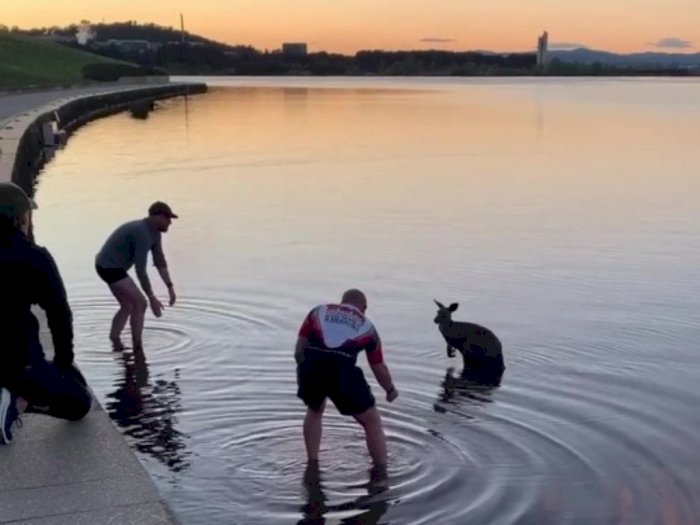 Momen Tiga Pemuda Selamatkan Kanguru Terjebak di Air Dingin