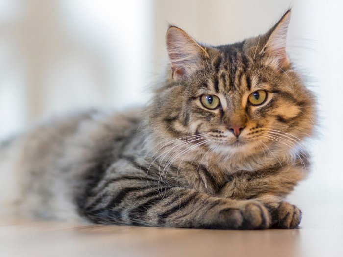 Fakta atau Mitos: Kucing Sebabkan Kemandulan pada Wanita!