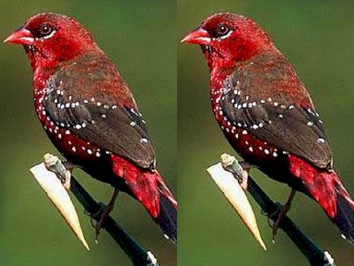 Mitos Mengenai Burung Pipit yang Dianggap Sebagai Pembawa Kabar!
