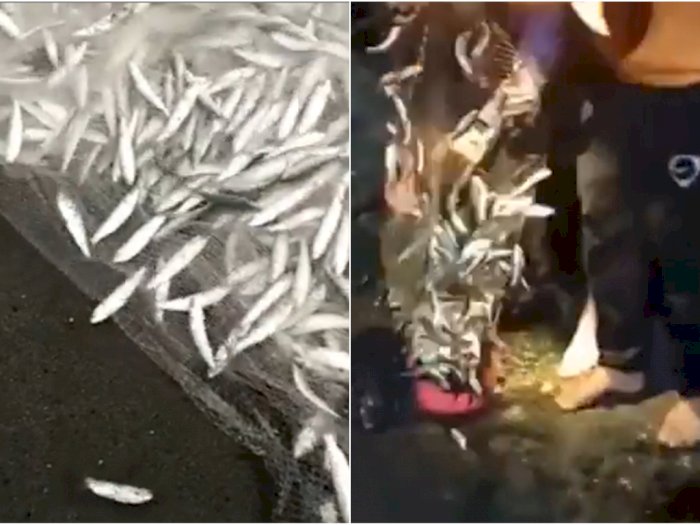 Fenomena Ikan Teri Berlompatan di Pantai Selatan DIY, Warga Berbondong-bondong Panen