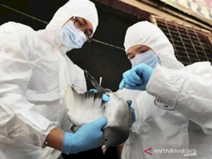 Lagi! Kasus Flu Burung H5N6 pada Manusia Ditemukan  di China