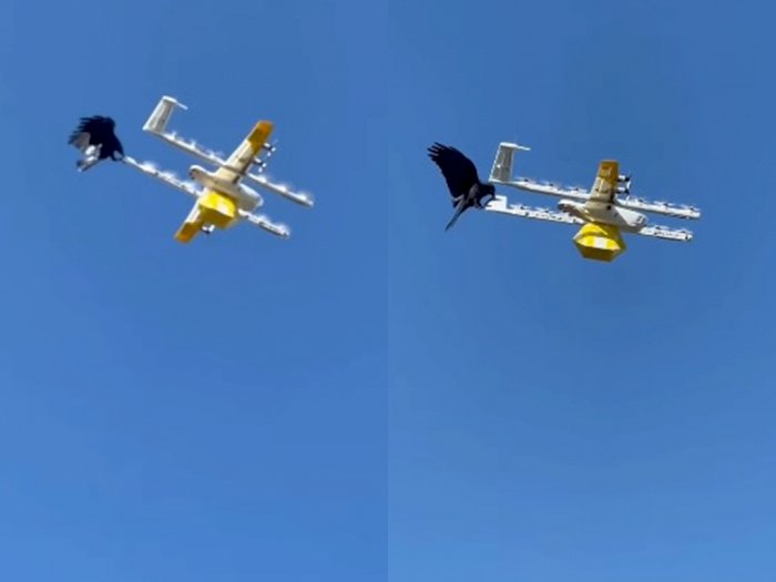 Viral Momen Gagak Menyerang Drone Pengirim Makanan, Dianggap 'Angry Bird' Dunia Nyata!