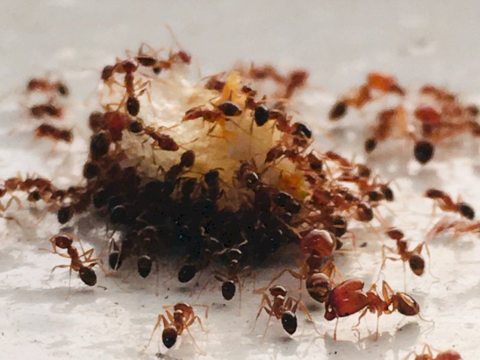 10 Cara Mengusir Semut dengan Bahan Alami agar Tidak Datang Lagi