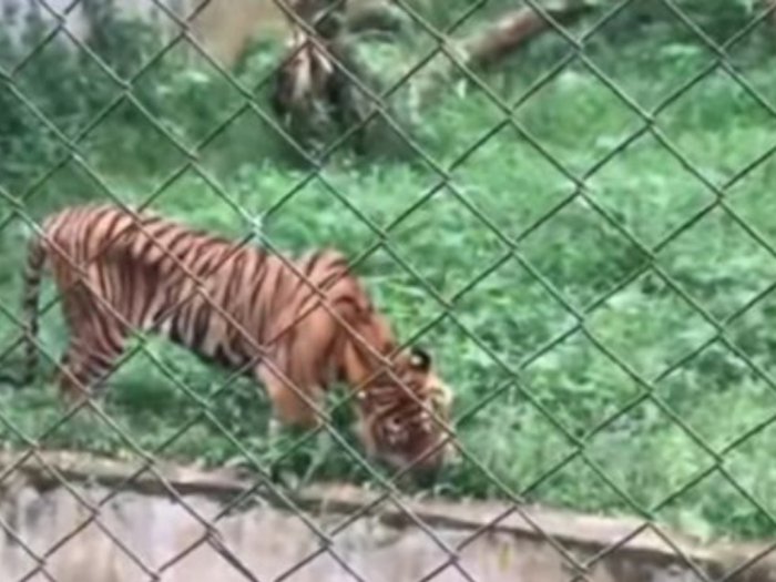 Viral Video Harimau di Kebun Binatang Medan Kurus dan Makan Rumput