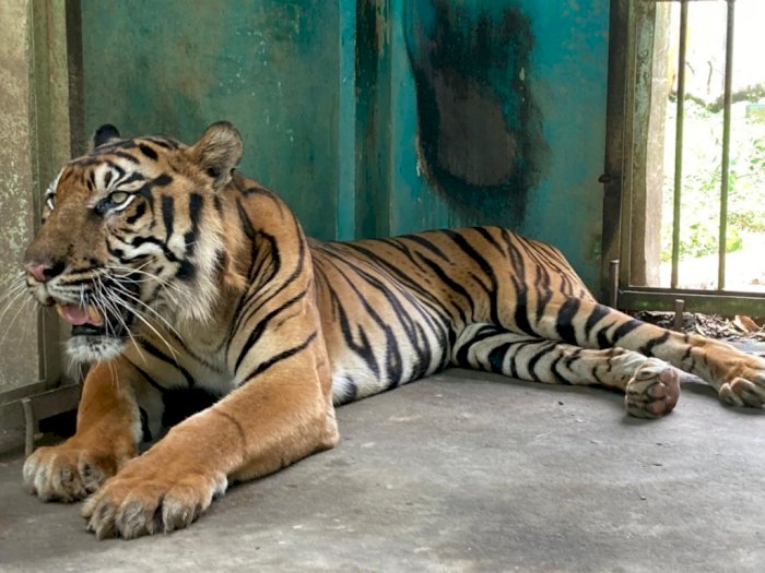 Ini Penjelasan Dokter Medan Zoo tentang Harimau Sumatera yang Viral 