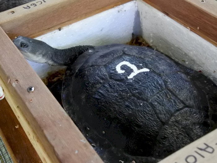 FOTO: Kedatangan Kura-kura Leher dari Singapura
