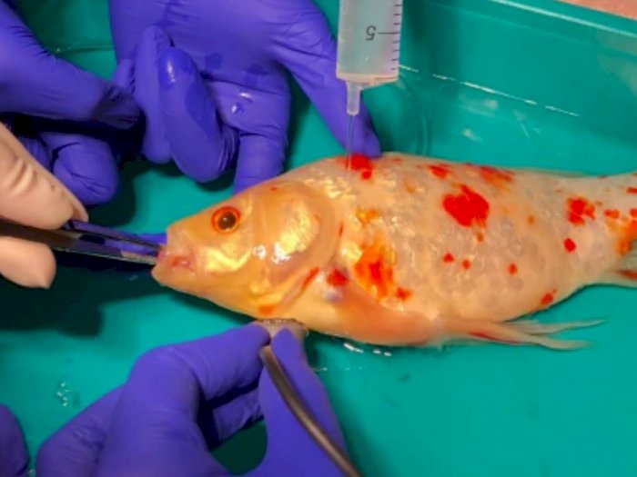 Terlalu Sayang, Ikan Mas Peliharaan Ini Dibedah karena Punya Benjolan di Mulut