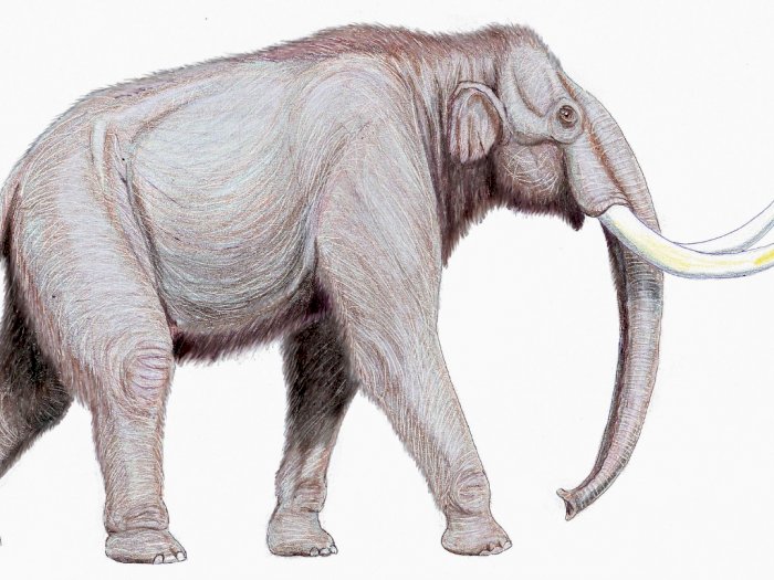 Peneliti akan Bangkitkan Kembali Mammoth, DItempatkan di Siberia!