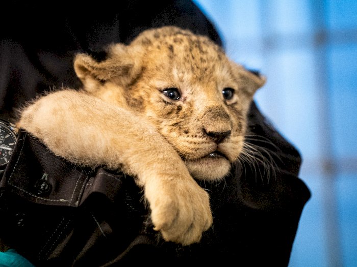 FOTO: Potret Menggemaskan Bayi Singa di Kebun Binatang Kopenhagen