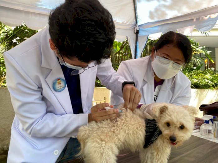 Masyarakat Diajak Aktif Mencegah Penyakit Rabies dengan  Vaksinasi