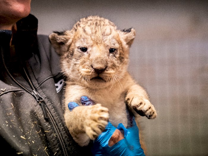 FOTO: Lucunya Anak Singa di Kebun Binatang Kopenhagen