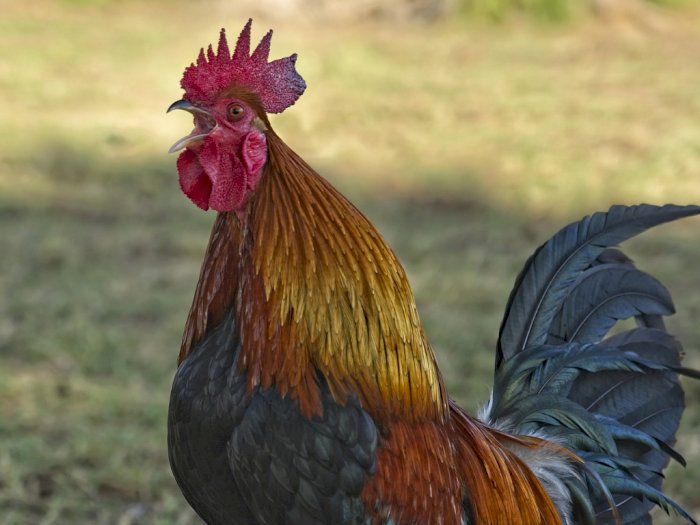 Ini Alasan Mengapa Ayam Selalu Berkokok Menjelang Pagi Hari, Gara-gara Cahaya