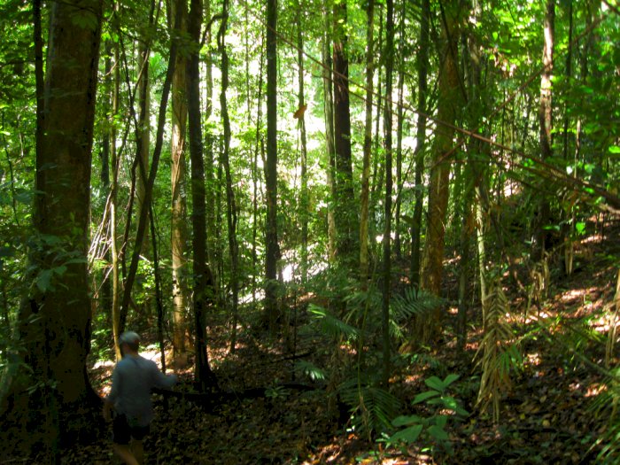 Hutan Daintree di Queensland Dikembalikan pada Suku Aborigin!