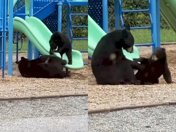 Video Lucu Induk Beruang Mengajari Anaknya Bermain Papan Luncur di Taman Bermain