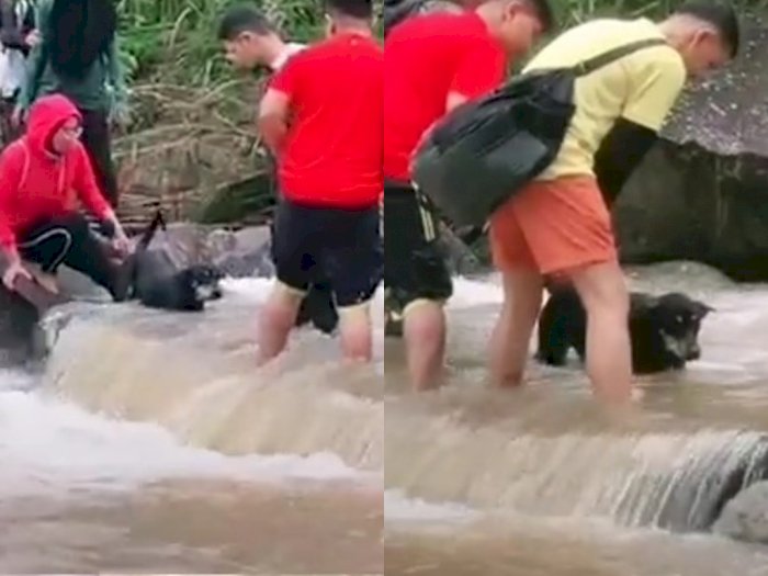 Video Wisatawan Air Terjun Bentuk Barikade untuk Bantu Anjing Liar Menyeberang Sungai