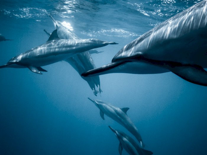 Per 28 Oktober, Turis di Hawaii Tidak Boleh Berenang Lagi Bersama Lumba-lumba!