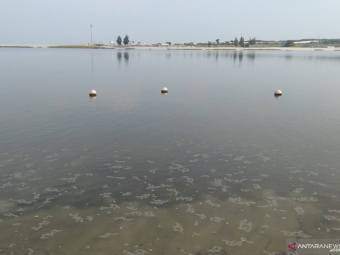 Pemprov DKI Uji sampel Air Laut Teluk Jakarta yang Tercemar Paracetamol Konsentrasi Tinggi