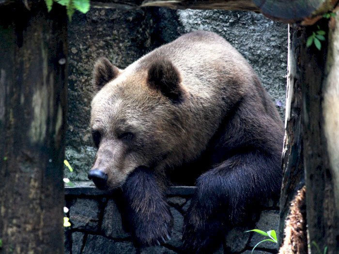 Unik, Induk dan Anak Beruang Ini Bermain Perosotan di Taman Bermain SD!