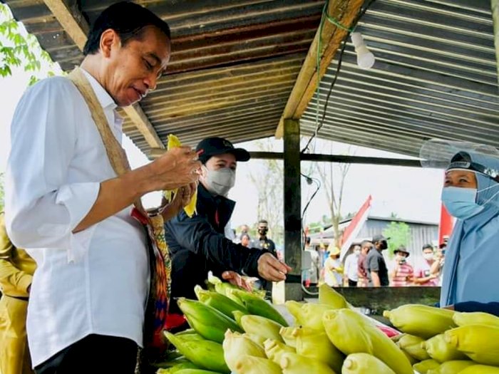 Jokowi Lahap Santap Jagung Rebus Bersama Puan Maharani Saat Tinjau Pertanian di Sorong