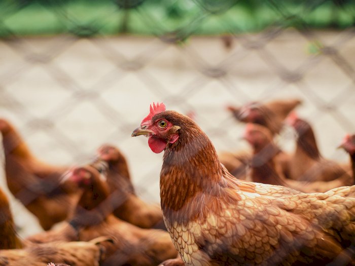 Berikut Mitos-mitos Mengenai Ayam yang #KAMUHARUSTAU!