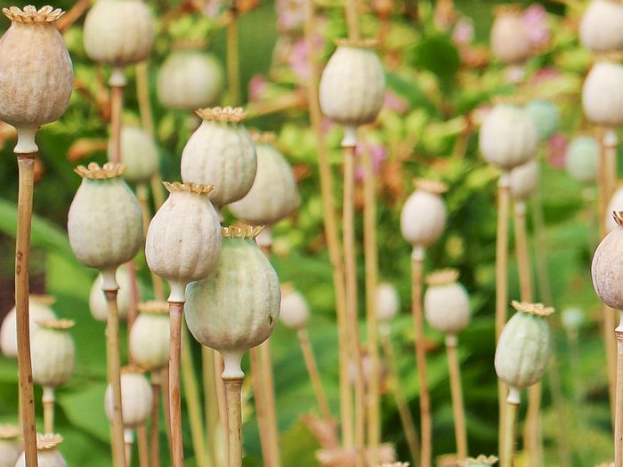 Ironi Pedagang Opium di Afghanistan, Meski Haram, Tetap Berjualan karena Tak Ada Pilihan
