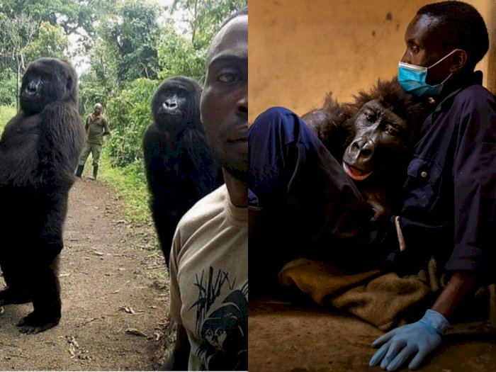 Gorila Gunung yang Viral karena Foto Selfie Menggemaskannya Meninggal di Usia 14 Tahun
