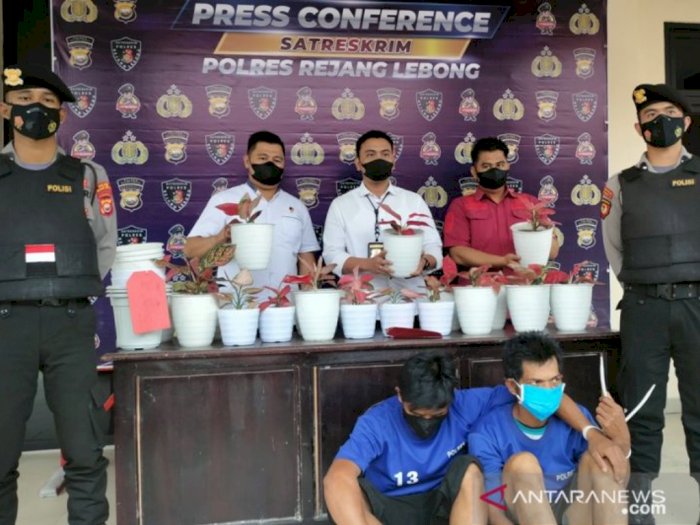 Polisi Tangkap Pencuri Spesialis Ratusan Tanaman Hias di Bengkulu